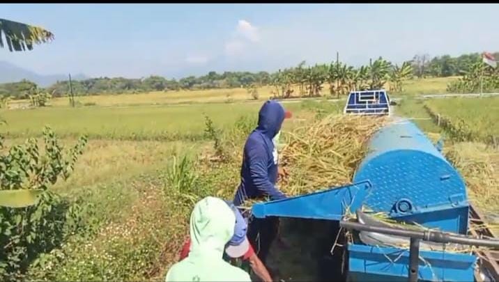 Petani Bahagia, Harga Jual Gabah Melonjak Jauh di Atas HET