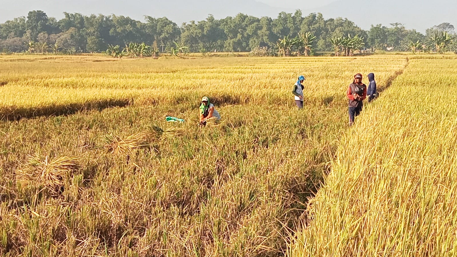 Panen Raya Desa Singowangi, Wajah Petani Sumringah: Hasil Melimpah, Harga Jual Tinggi